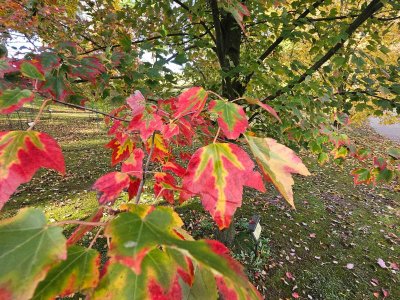 Acer rubrum 'Red Sunset'